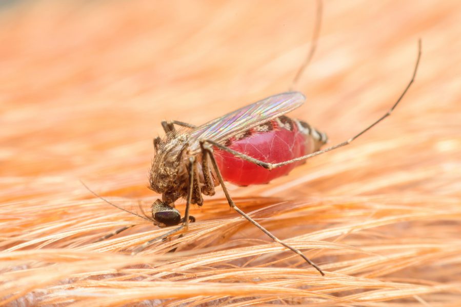 Zica,Virus,Aedes,Aegypti,Mosquito,On,Dog,Skin,-,Dengue,